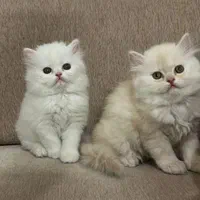 دنیای گربه های پرشین ( در تمامی رنگ ها )|گربه|اصفهان, جلفا|دیوار
