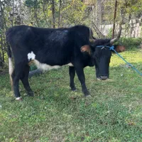 گاو گوساله نر|حیوانات مزرعه|رضوانشهر, |دیوار