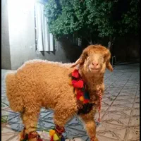 میش و گوسفند بمناسبت عیدقربان زنده