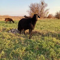 قوج شیشک قره قزل|حیوانات مزرعه|میانه, |دیوار