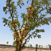 فروش-باغچه-سند-تک-برگ-500-متری