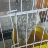 پرنده|پرنده|تهران, تهران‌نو|دیوار