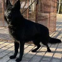 سگ ژرمن بلک مشولاین موبلند127