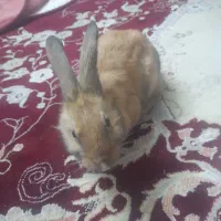 خرگوش ۴ ماه با تمام وسایل ۱۵۰۰