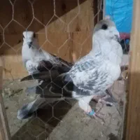 کفتر شهرستانی|پرنده|چهارباغ, |دیوار