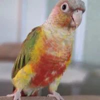 گرینچیک رام و دستی سخنگو طوطی