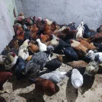 مرغ و خروس محلی|حیوانات مزرعه|خرمدشت, |دیوار