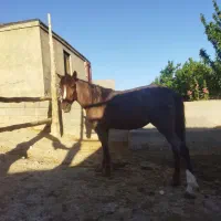 اسب|اسب و تجهیزات اسب‌سواری|چناران, |دیوار