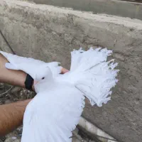 کفتر دم چتری/کفتر نقش/کفتر زینتی/کبوتر