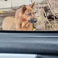 حاسگی|سگ|گرمادوز, |دیوار