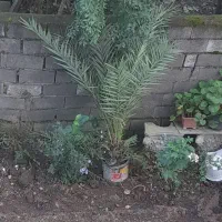 نخال|گل و گیاه طبیعی|اسالم, |دیوار