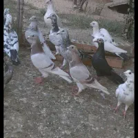 کبوتر المانی یکجا