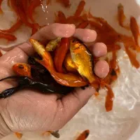 ماهی قرمز شب عید