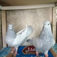 کبوتر سینه آبی|پرنده|شیراز, شهدای شهرک سعدی|دیوار