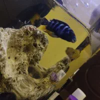 ماهی|ماهی|پاکدشت, پاکدشت (مامازند)|دیوار