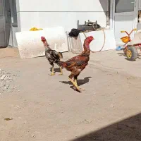 مرغ و خروس لاری و دورگه جوجه خروس جوجه مرغ تخمگذار