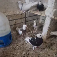 ۴ تا جوجه کال بوم ندیده وسه تا نرگردن کلفت
