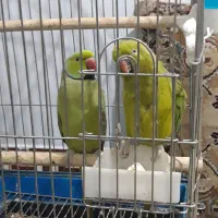 یک جفت طوطی ملنگو با جوجه