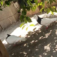 کبوتر