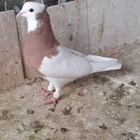 کبوتر طوقی زیل دمسفیدماده کبود شامی|پرنده|قزوین, |دیوار