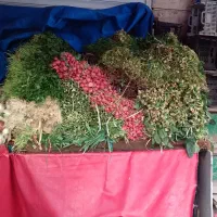 پخش عمده سبزی جور به غرب تهران