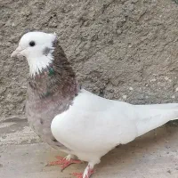 کبوتر طوقی ماده هفت رنگ