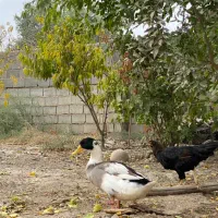 خروس و اردک‌و مرغ و جوجه دورگ لاری|حیوانات مزرعه|گنبد کاووس, |دیوار