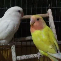 طوطی کوتوله برزیلی