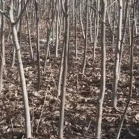 فروش نهال گردو