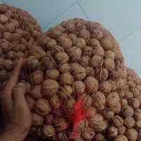 گردو تازه|خوردنی و آشامیدنی|کوزران, |دیوار