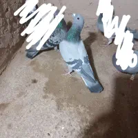 کبوتر پلاکی