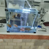 ماهی اسکار فروشی