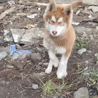 واگذاری سگ هاسکی|سگ|آمل, |دیوار