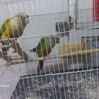 گرنچیک مولد دو جفت