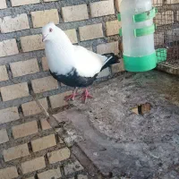 دم سیاه شادگان