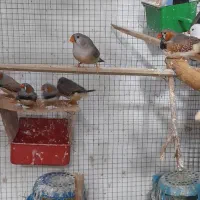 فنچ ۸ عدد ۵ تا نر ۳ ماده مولد هستن|پرنده|بندر ماهشهر, |دیوار