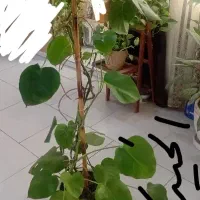 گیاهان آپارتمانی(۶مدل مختلف)