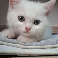 گربه بریتیش