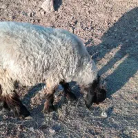 بره چاق|حیوانات مزرعه|شیراز, محراب|دیوار