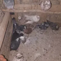 کبوتر|پرنده|ماکو, |دیوار