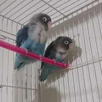 طوطی کوتوله