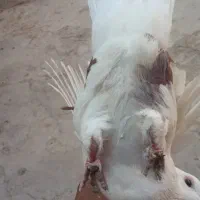 پشت دار معامله آیی