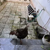 بوقلمون ماده