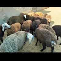بره پروار شده