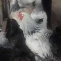 مرغ نژاد برهما|حیوانات مزرعه|کومله, |دیوار