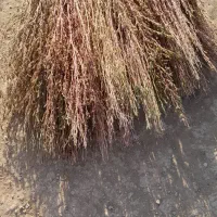 جاروی تازه وخوب دسته ای ۴۰ هزا تومان
