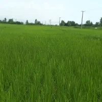 زمین-کشاورزی