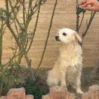 سگ ده ماهه ماده نژاد تریر|سگ|اراک, |دیوار