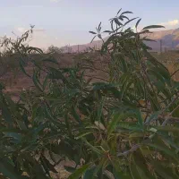 باغ با فنس و کانکس|فروش زمین و ملک کلنگی|عسگران, |دیوار