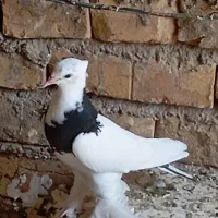 جوجه طوقی|پرنده|زارچ, |دیوار